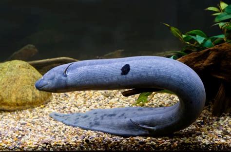 Lungfish Fish Facts .